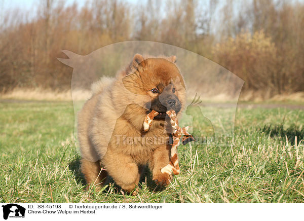 Chow-Chow Welpe im Herbst / SS-45198