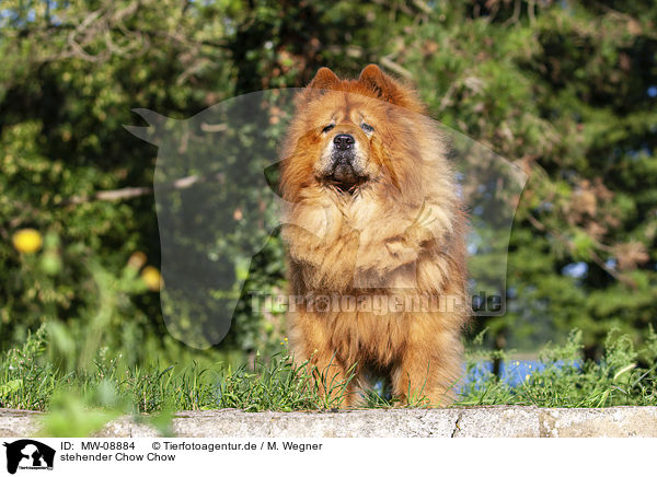 stehender Chow Chow / standing Chow Chow / MW-08884