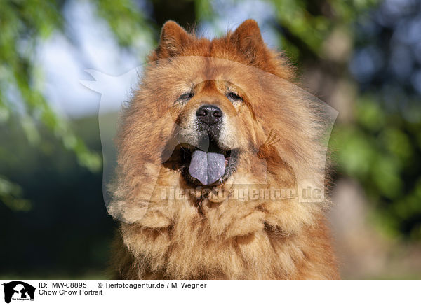Chow Chow Portrait / Chow Chow Portrait / MW-08895