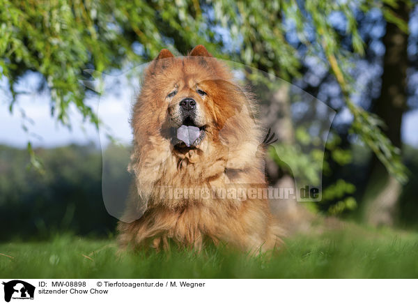 sitzender Chow Chow / sitting Chow Chow / MW-08898