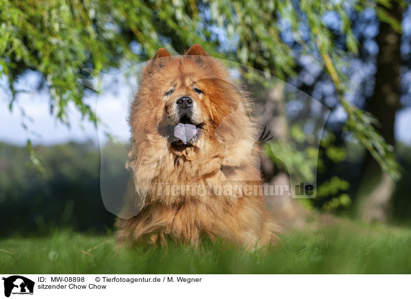 sitzender Chow Chow / MW-08898