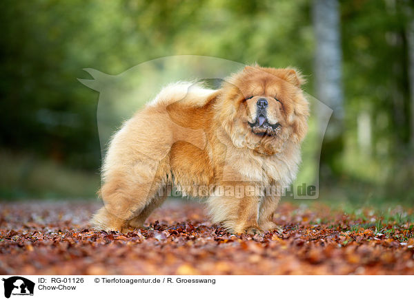 Chow-Chow / RG-01126