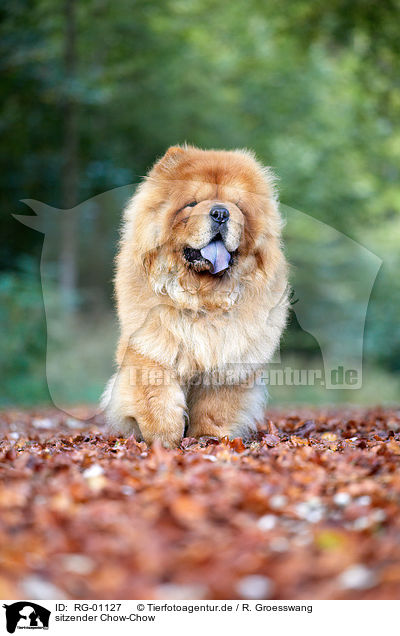 sitzender Chow-Chow / RG-01127
