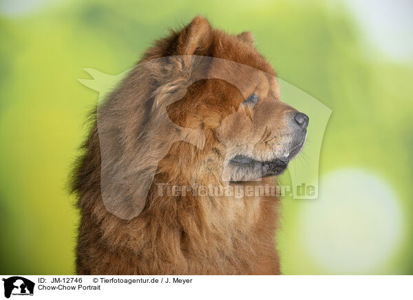 Chow-Chow Portrait / Chow Chow Portrait / JM-12746