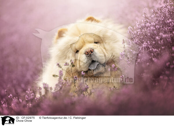 Chow Chow / Chow Chow / CF-02975