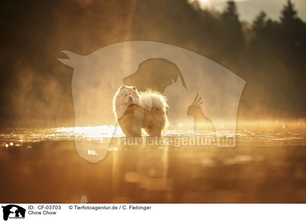 Chow Chow / Chow Chow / CF-03703