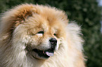 Chow-Chow Portrait