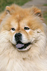 Chow-Chow Portrait