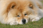 liegender Chow-Chow