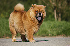 Chow Chow