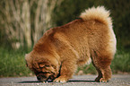 Chow Chow