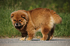 Chow Chow