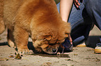 Chow Chow