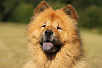 Chow-Chow Portrait