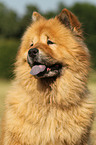 Chow-Chow Portrait