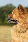 Chow-Chow Portrait