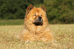 Chow-Chow