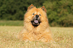 Chow-Chow