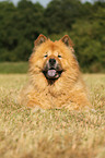 Chow-Chow