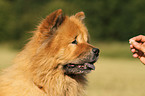 Chow Chow Portrait