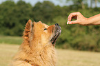 Chow-Chow Portrait