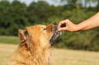 Chow-Chow Portrait