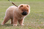 Chow-Chow Welpe