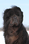 Chow-Chow Portrait