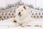 liegender Chow-Chow