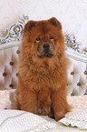 sitzender Chow-Chow