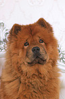 Chow-Chow Portrait