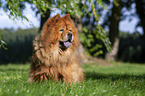 sitzender Chow Chow