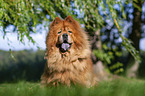 sitzender Chow Chow