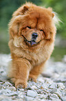 laufender Chow-Chow