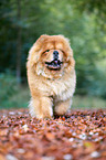 laufender Chow-Chow