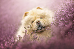 Chow Chow