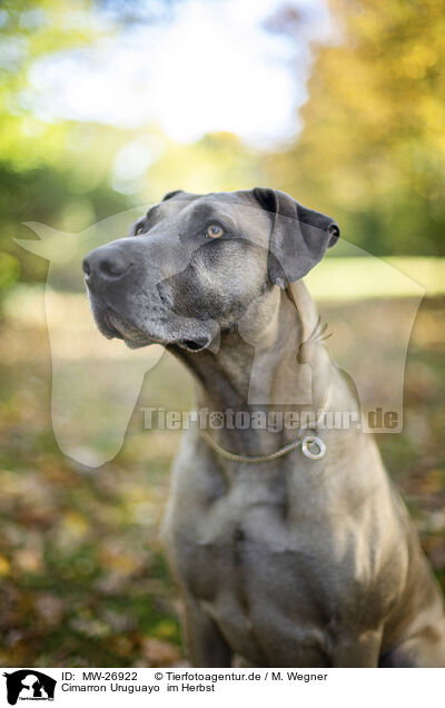 Cimarron Uruguayo  im Herbst / MW-26922