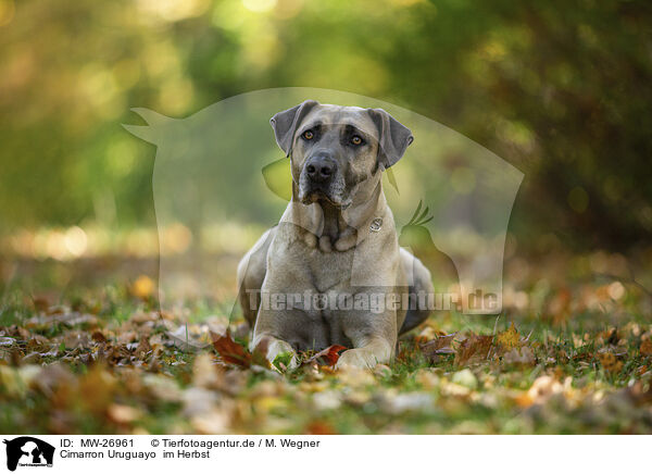 Cimarron Uruguayo  im Herbst / MW-26961