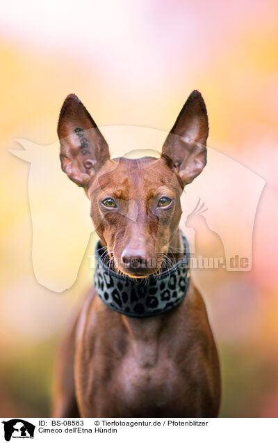 Cirneco dell'Etna H�ndin / female Cirneco dell'Etna / BS-08563