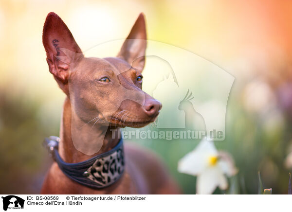 Cirneco dell'Etna H�ndin / female Cirneco dell'Etna / BS-08569