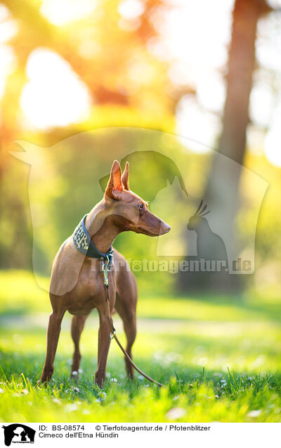 Cirneco dell'Etna H�ndin / female Cirneco dell'Etna / BS-08574