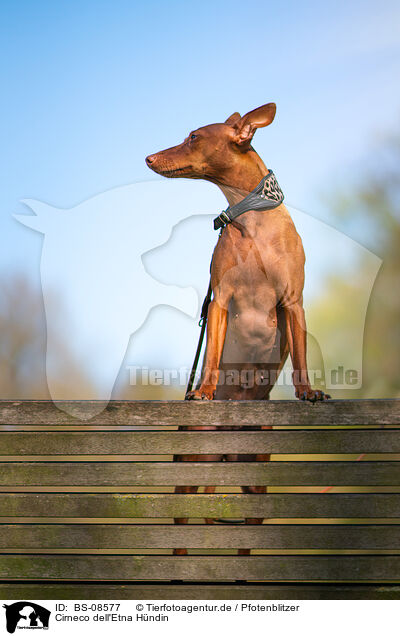 Cirneco dell'Etna H�ndin / female Cirneco dell'Etna / BS-08577
