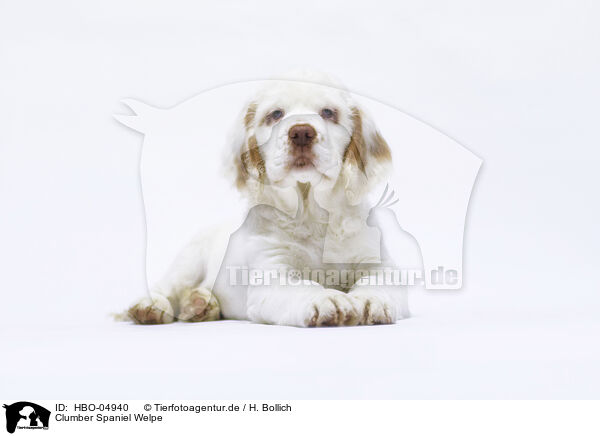 Clumber Spaniel Welpe / HBO-04940