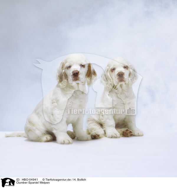 Clumber Spaniel Welpen / Clumber Spaniel puppies / HBO-04941