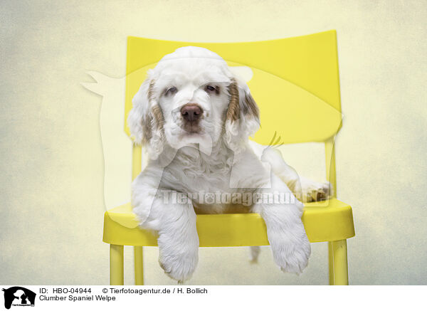 Clumber Spaniel Welpe / Clumber Spaniel puppy / HBO-04944