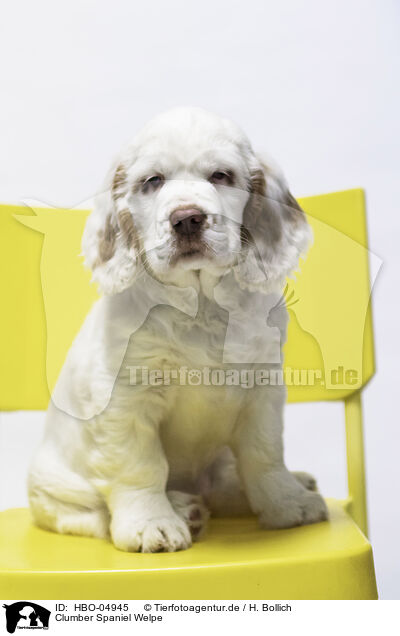 Clumber Spaniel Welpe / Clumber Spaniel puppy / HBO-04945
