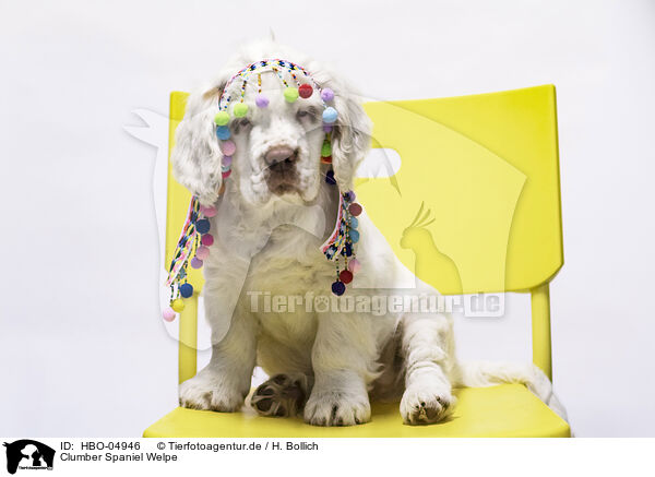 Clumber Spaniel Welpe / HBO-04946
