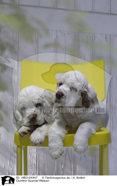 Clumber Spaniel Welpen / Clumber Spaniel puppies / HBO-04947