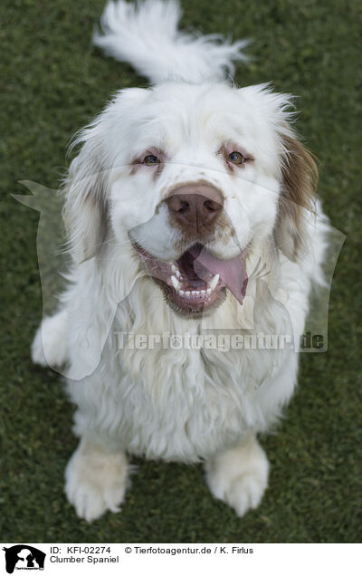 Clumber Spaniel / Clumber Spaniel / KFI-02274