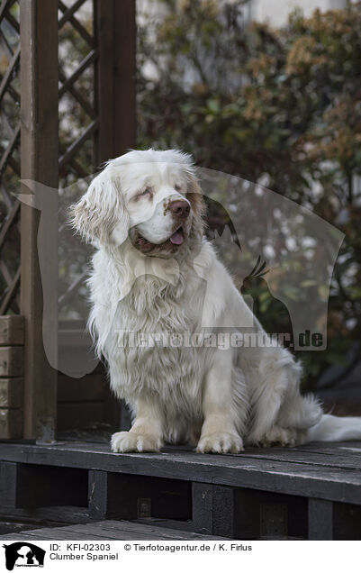 Clumber Spaniel / Clumber Spaniel / KFI-02303